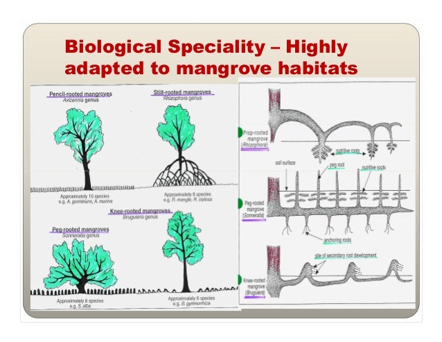 Biology and ecology of mangroves